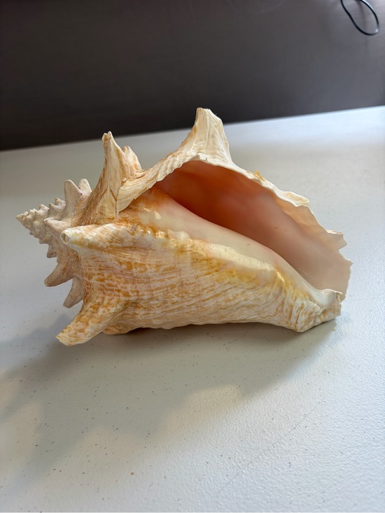 Handmade Other - Natural Queen Conch Shell 8" Long Large Pink Rare Ocean Home Decor Seashell